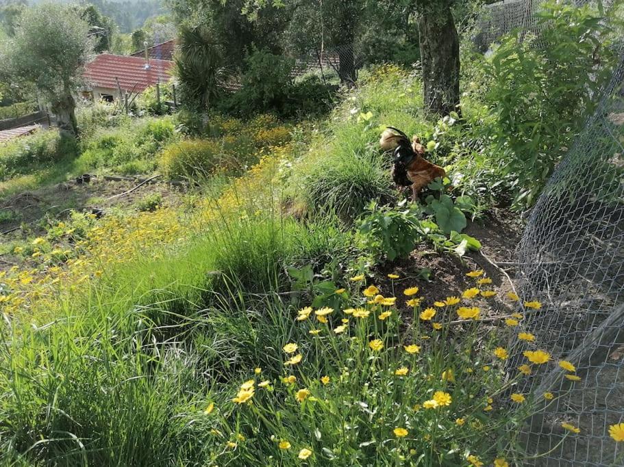 Country House - Hippie Garden Vieira do Minho Extérieur photo